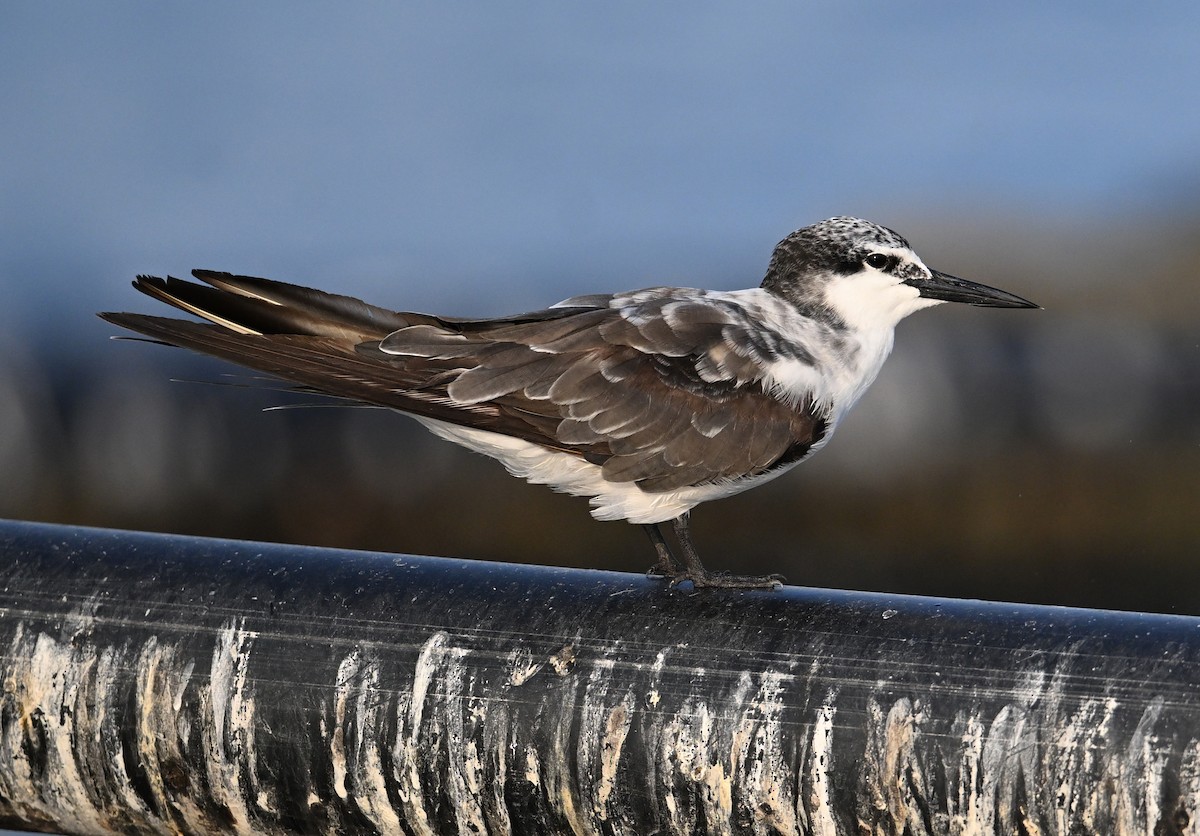 Bridled Tern - ML645468213
