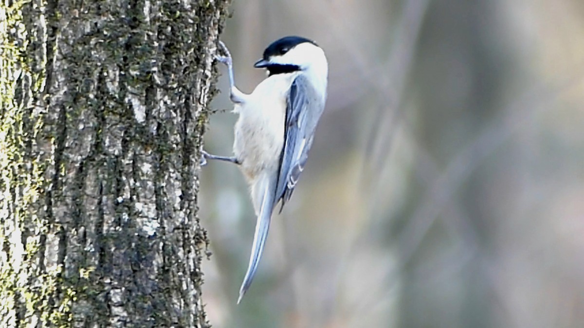 Каролинская гаичка - ML645468225