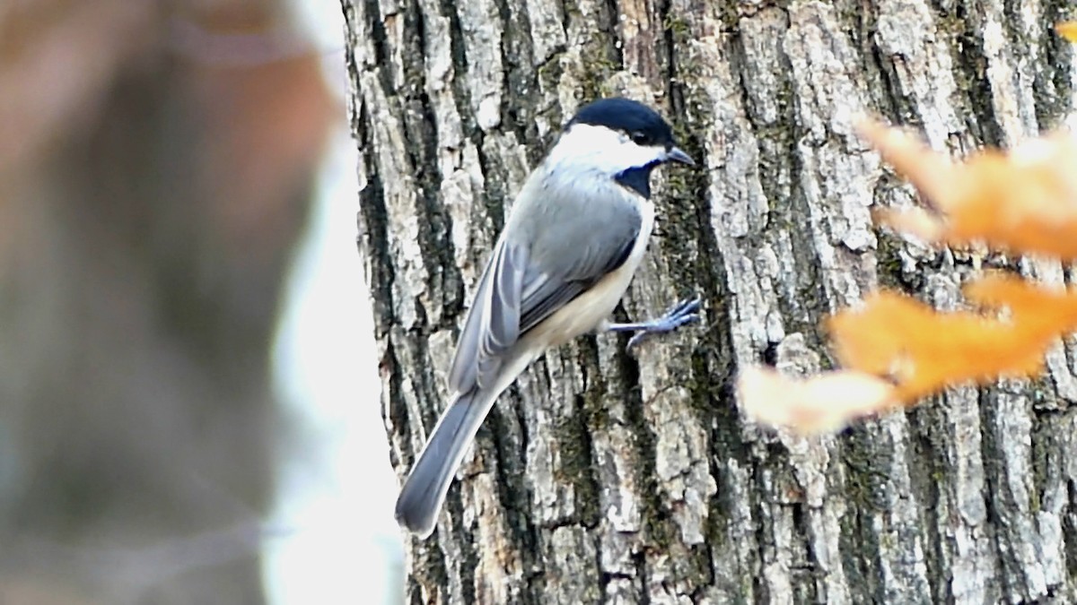 Каролинская гаичка - ML645468226