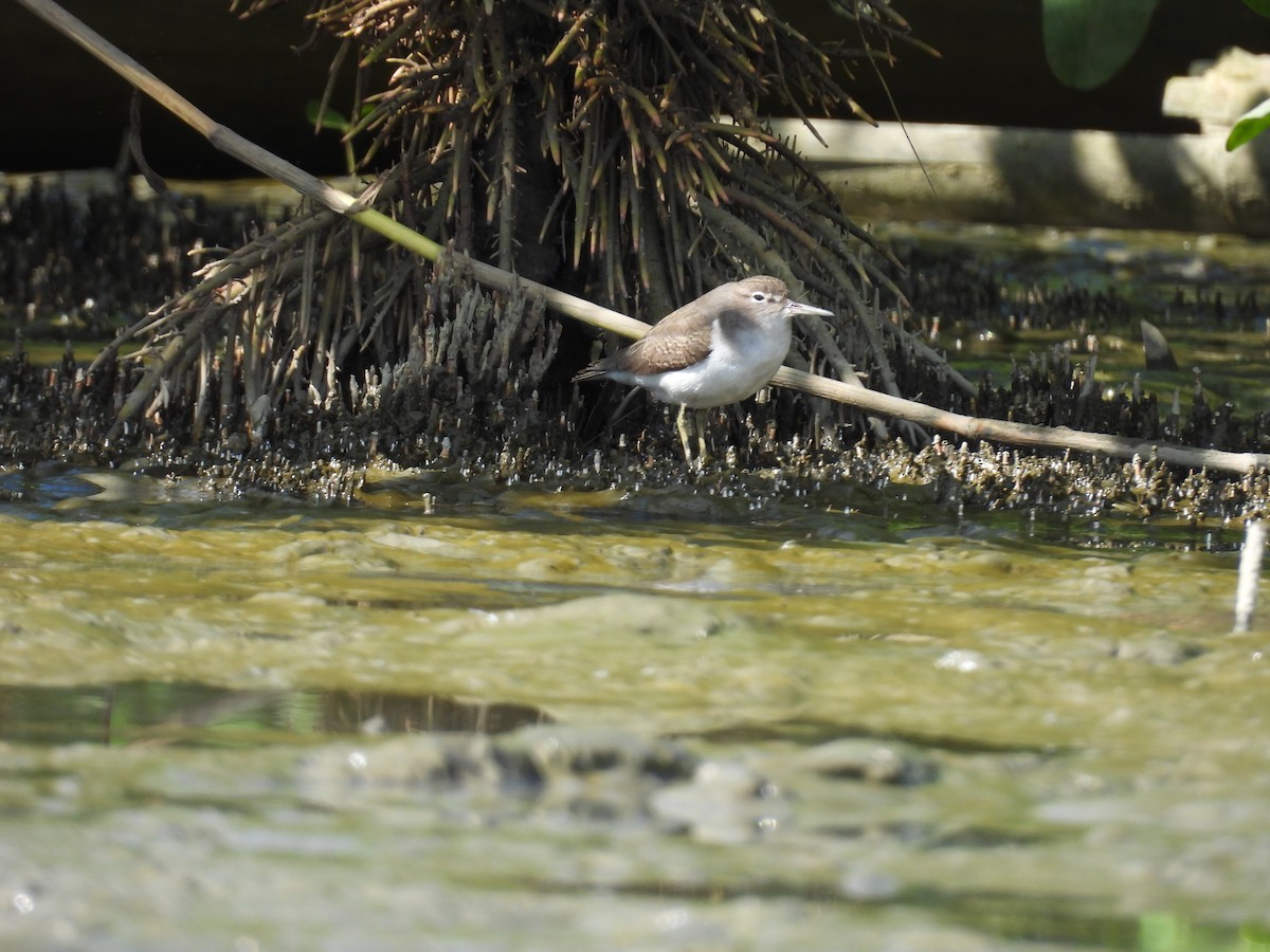 Spotted Sandpiper - ML645468229