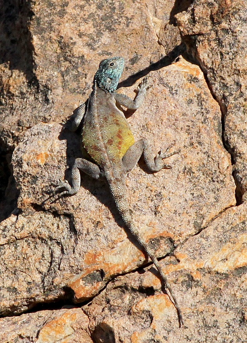 Southern Rock Agama - ML645468231