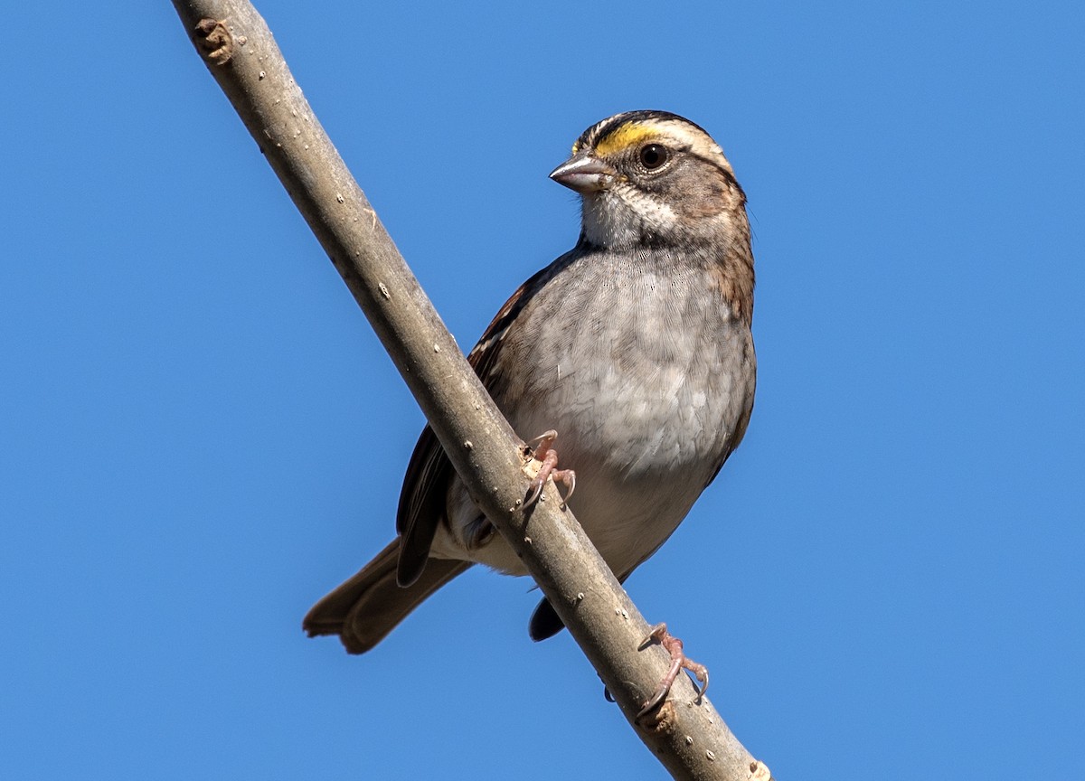 Белогорлая зонотрихия - ML645468233