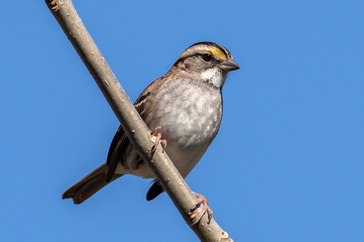 Белогорлая зонотрихия - ML645468234