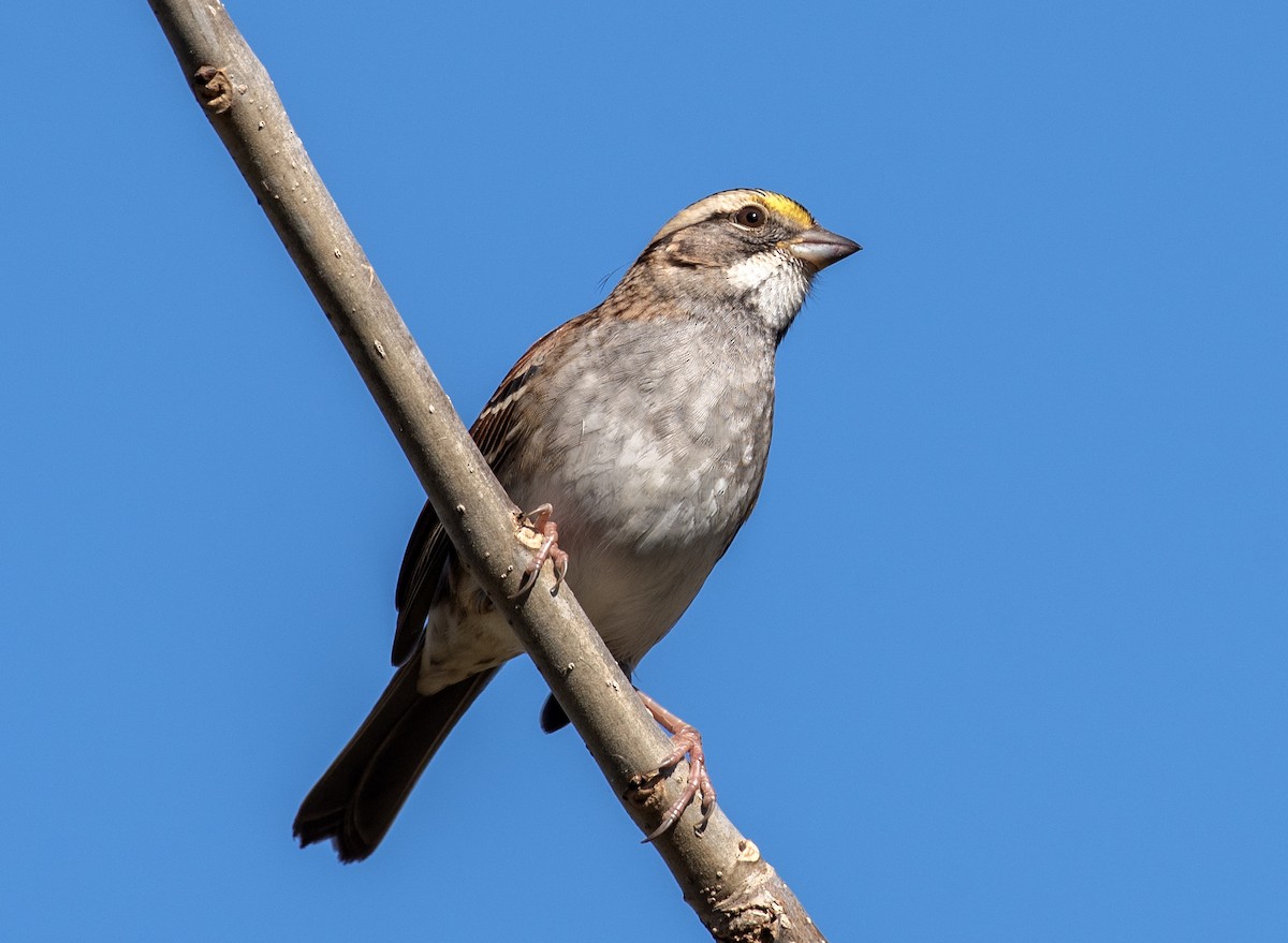 Белогорлая зонотрихия - ML645468235