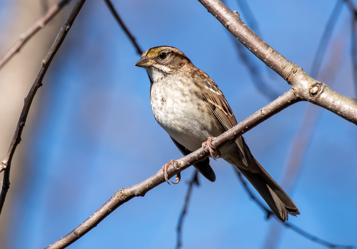 Белогорлая зонотрихия - ML645468236