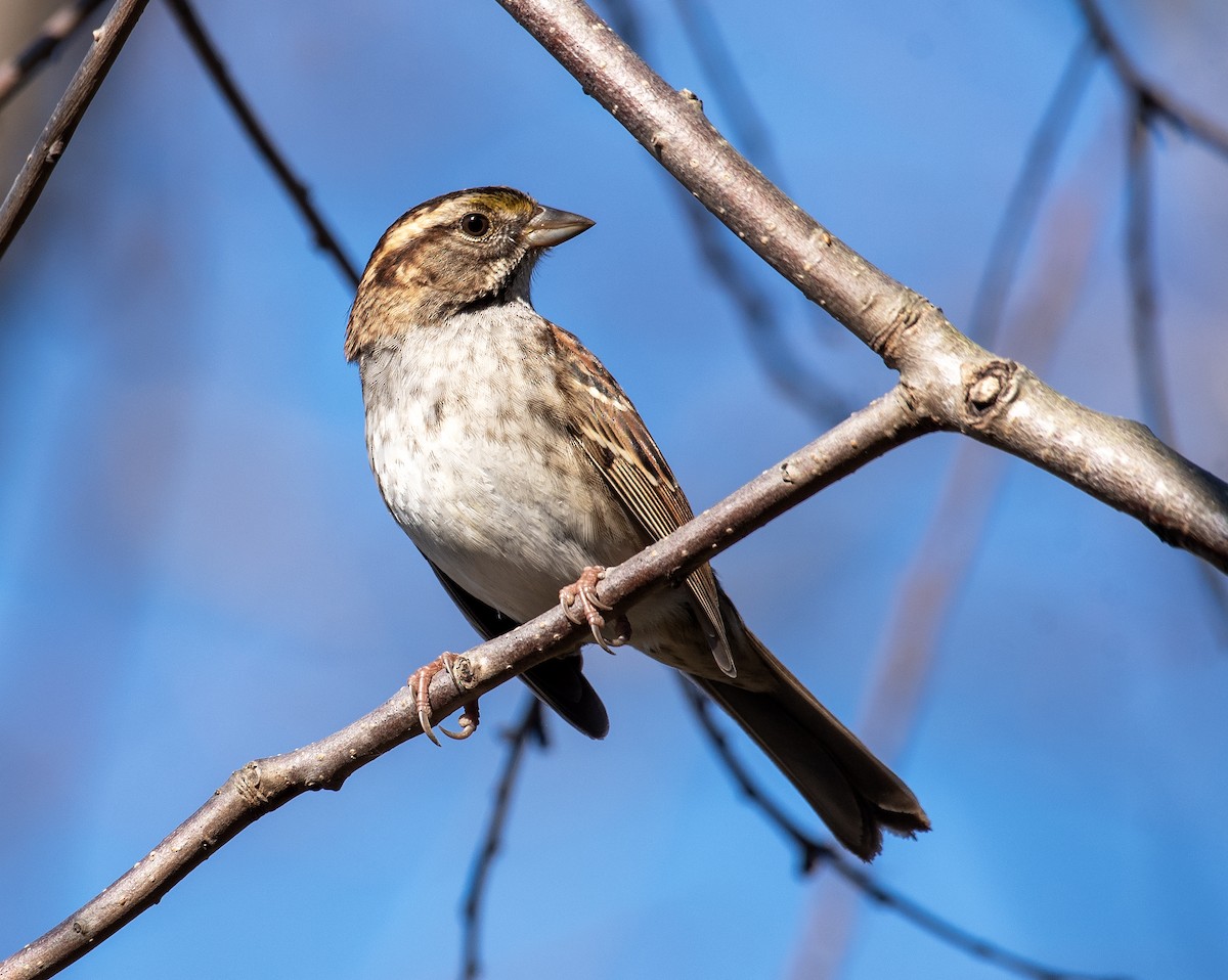 Белогорлая зонотрихия - ML645468237