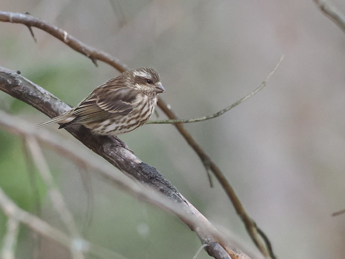 hýl nachový - ML645468240