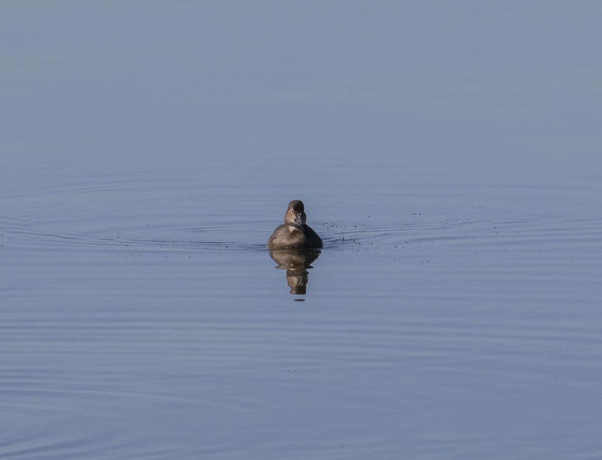 Американская савка - ML645468267