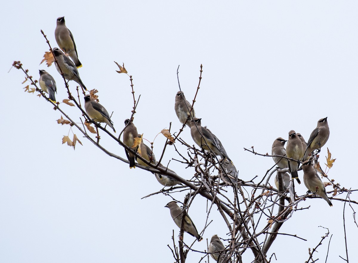 Кедровый свиристель - ML645468270