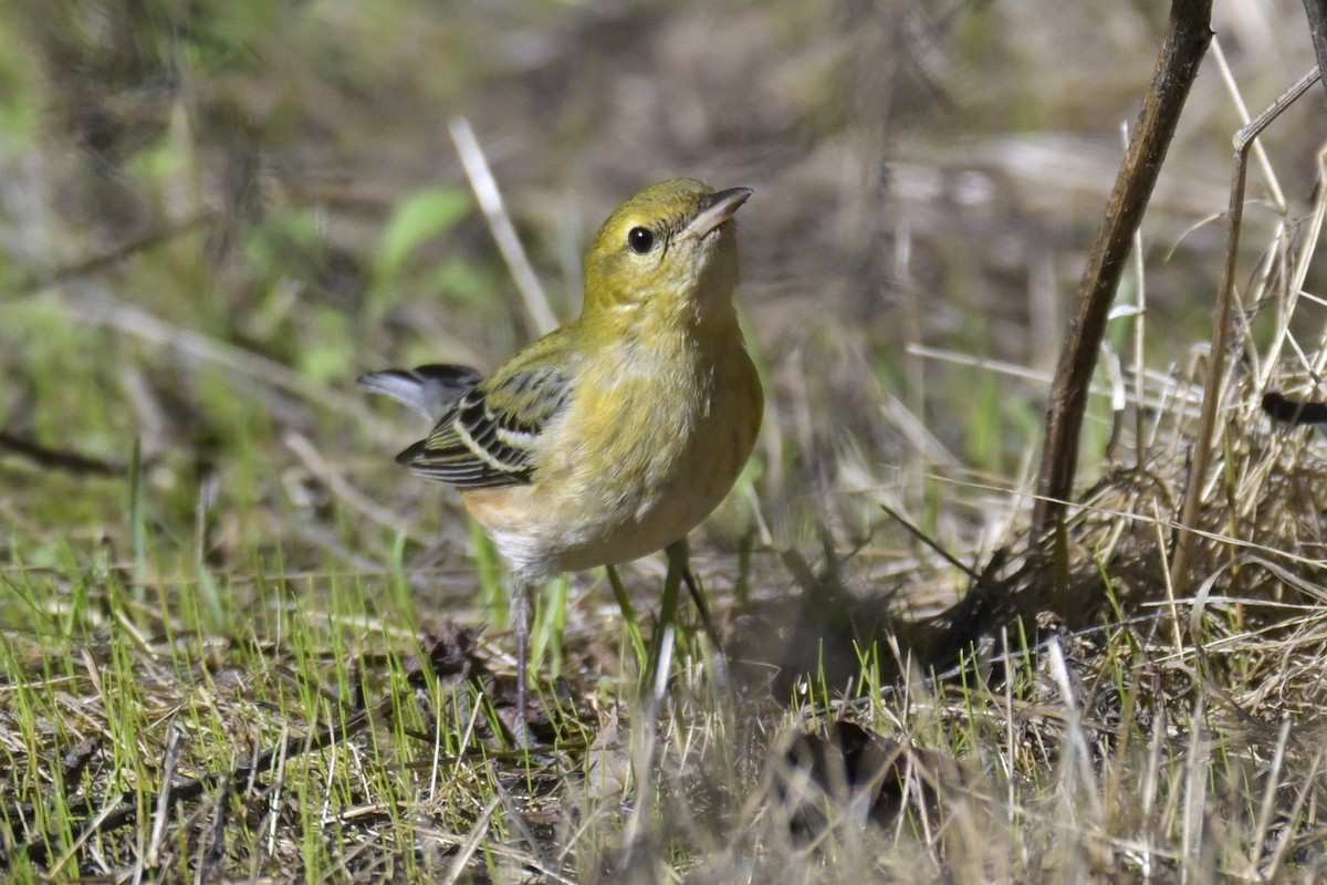 Bay-breasted Warbler - ML645468276