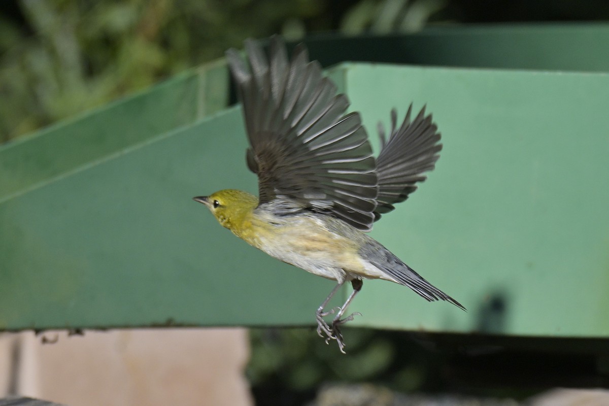 Bay-breasted Warbler - ML645468277