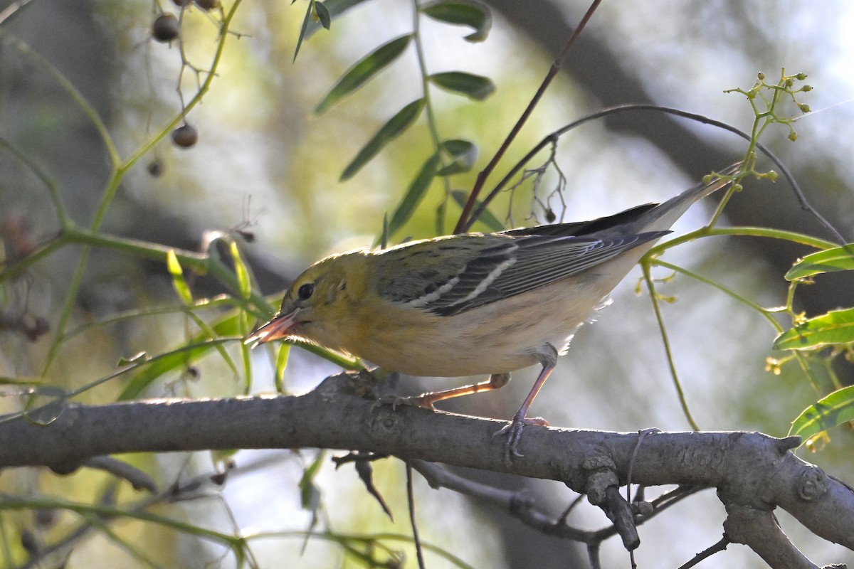 Bay-breasted Warbler - ML645468278