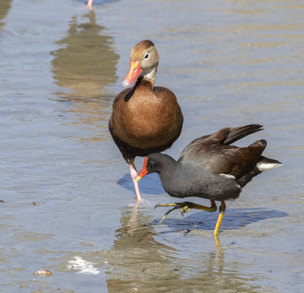 Amerika Sutavuğu - ML645468296