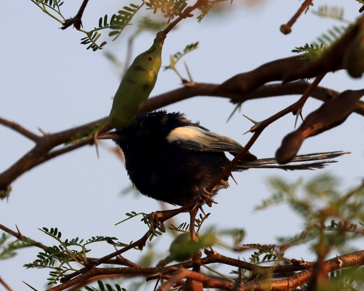 White-winged Fairywren - ML645468303