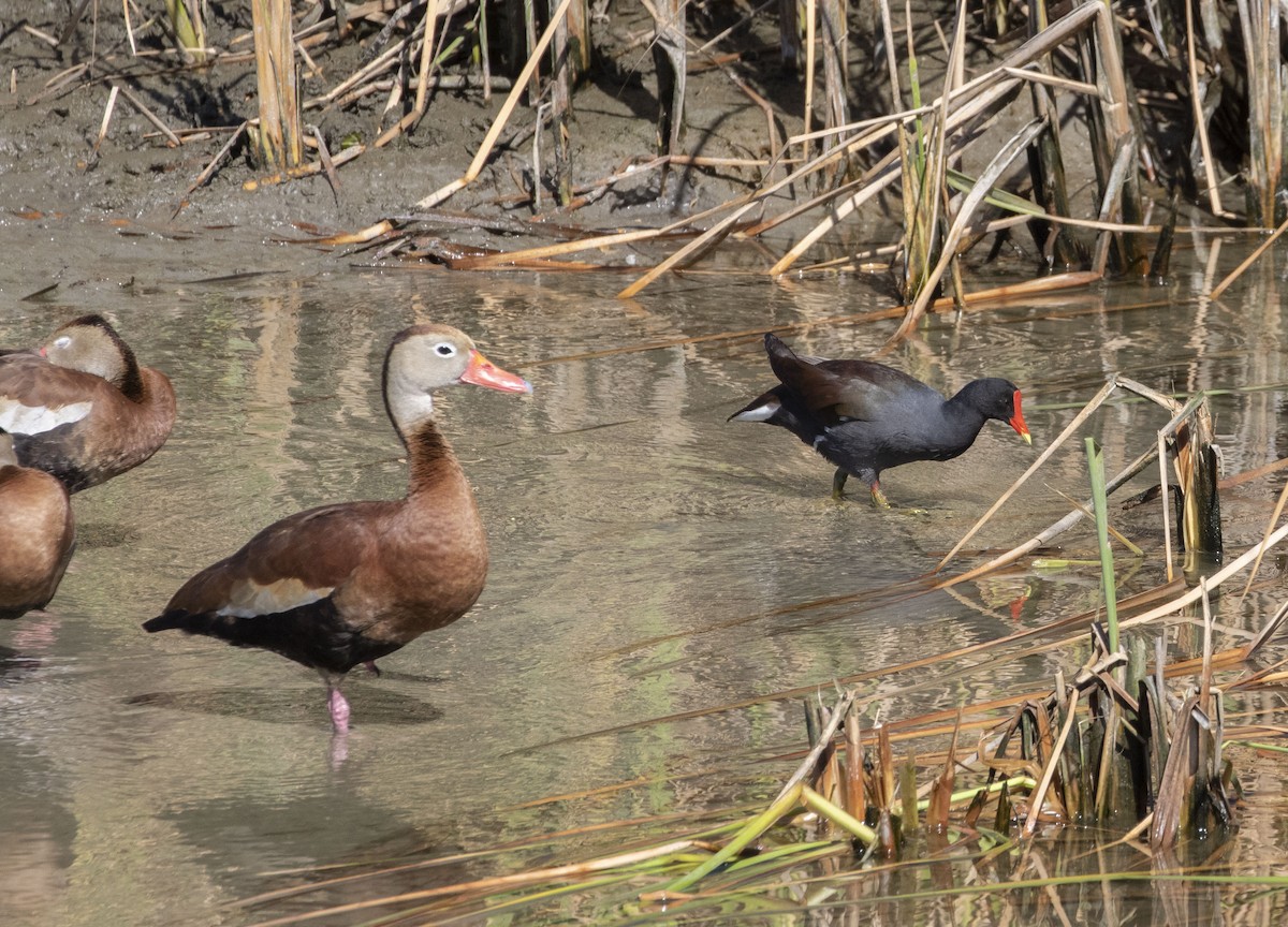 Amerika Sutavuğu - ML645468308