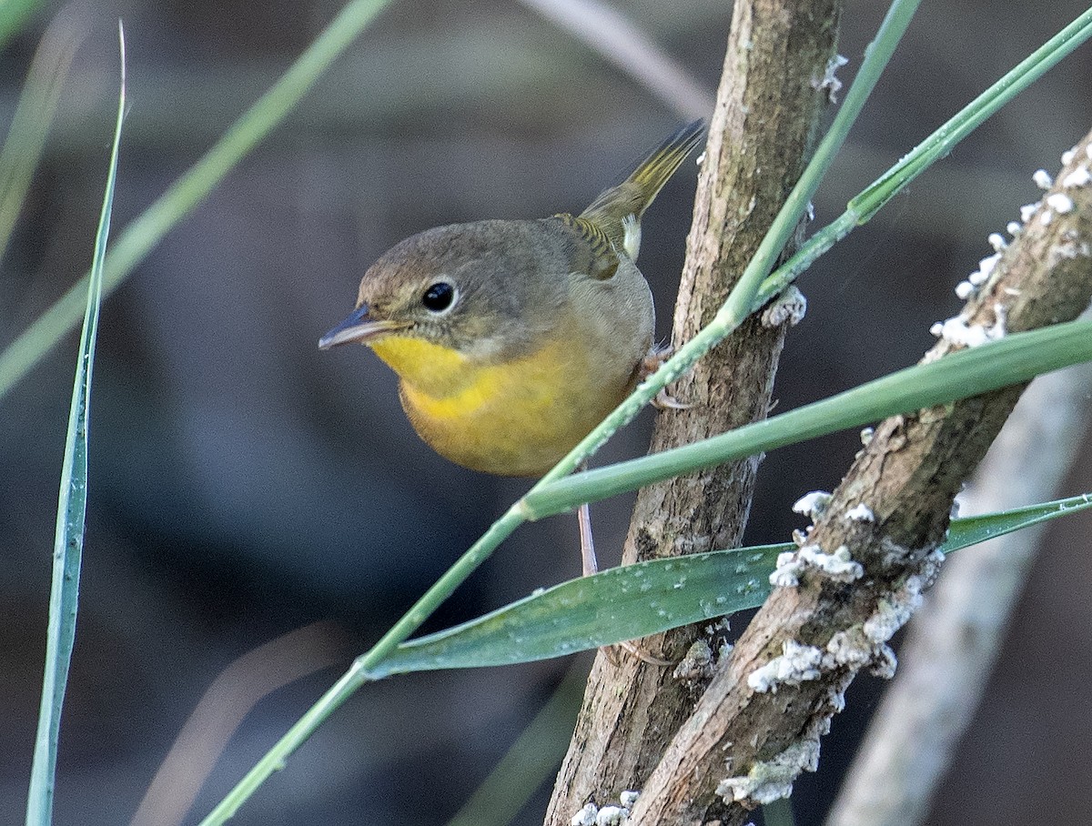 Северная желтогрудка - ML645468310