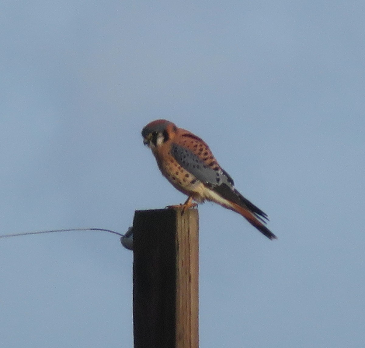 American Kestrel - ML645468311