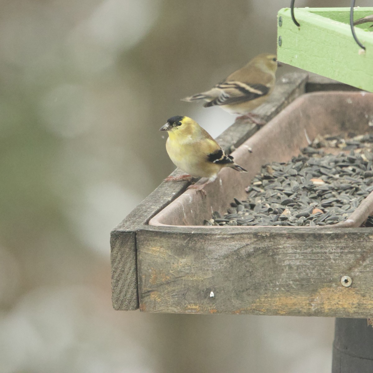 American Goldfinch - ML645468316