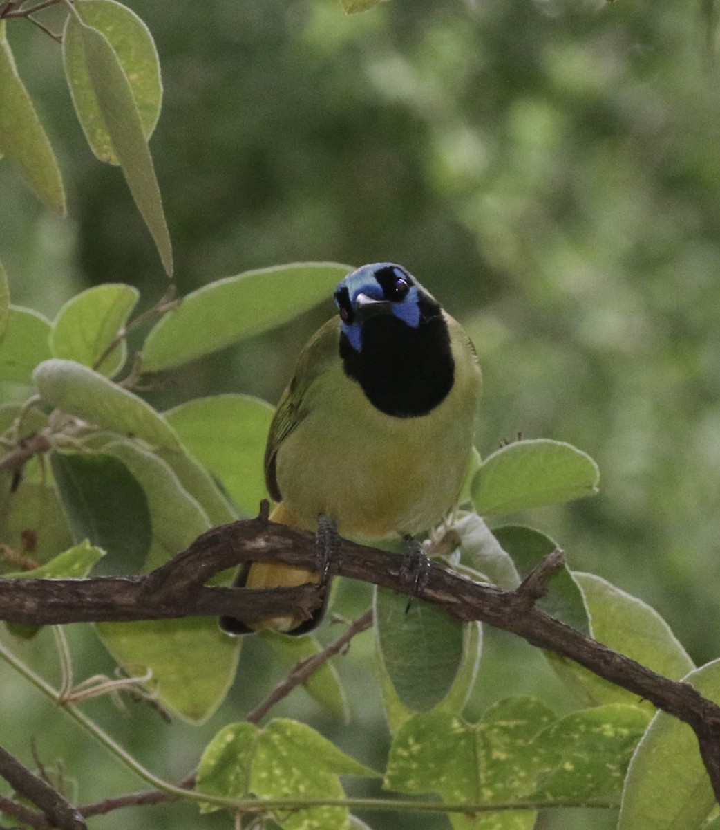 Geai vert - ML645468324