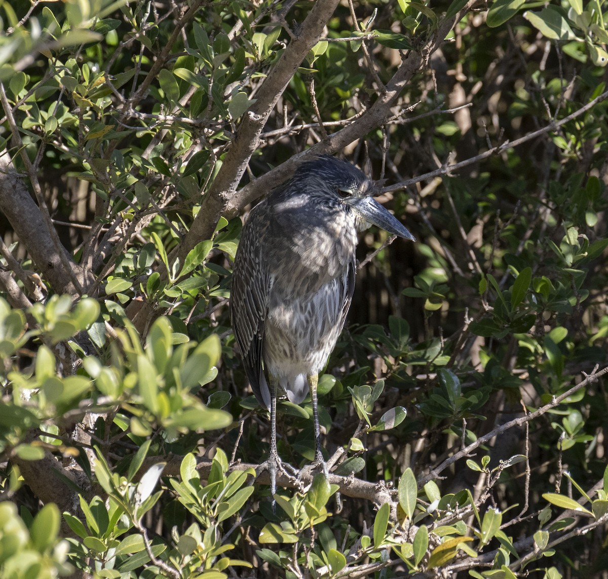 Yellow-crowned Night Heron - ML645468329