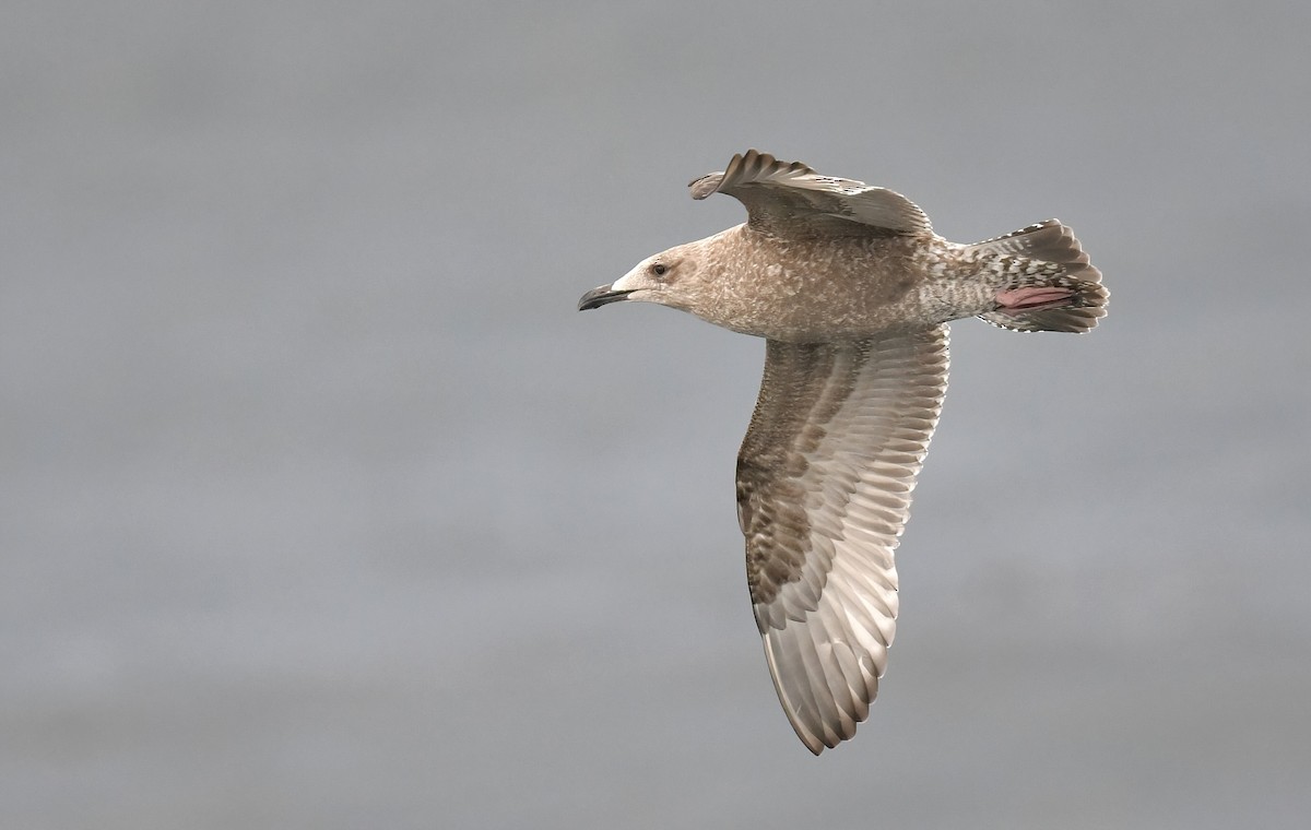 Kaio hauskara amerikarra - ML645468333