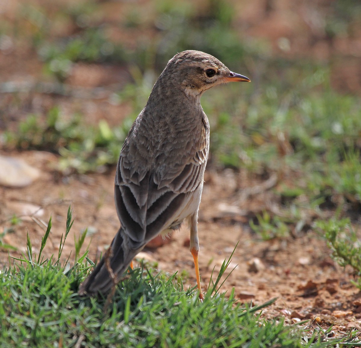 Cape Long-billed Lark (Agulhas) - ML645468335