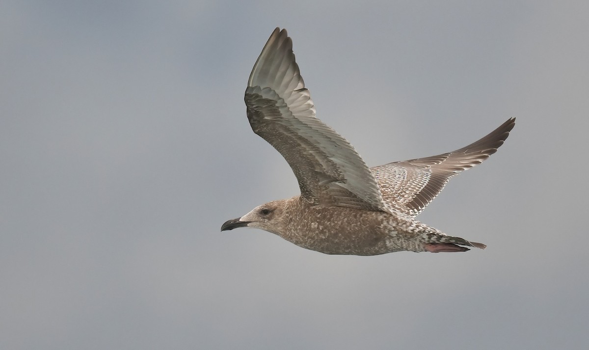 Kaio hauskara amerikarra - ML645468337