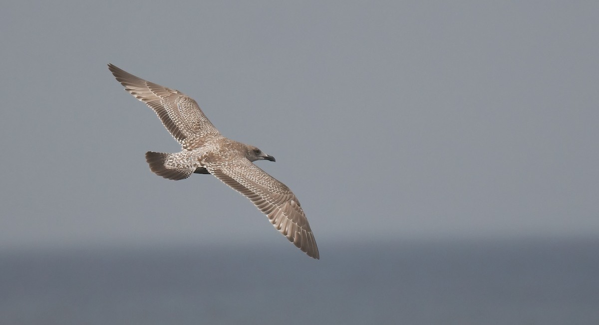 Kaio hauskara amerikarra - ML645468340