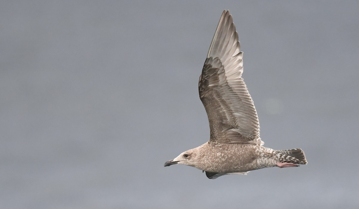 Kaio hauskara amerikarra - ML645468342