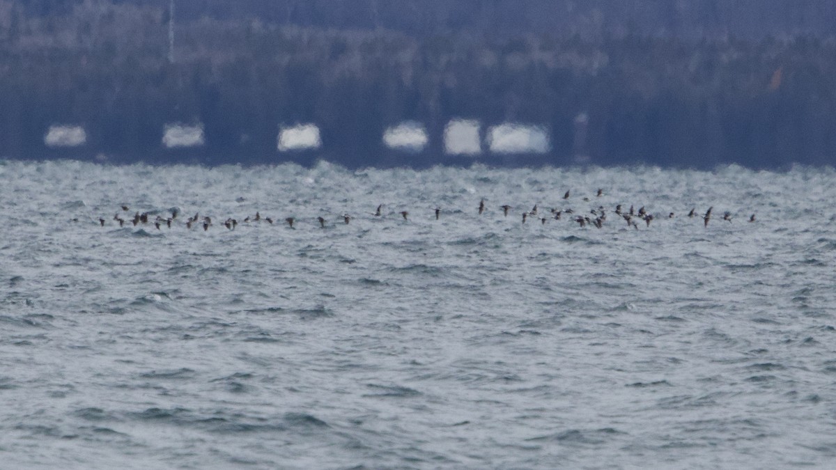 Long-tailed Duck - ML645468352