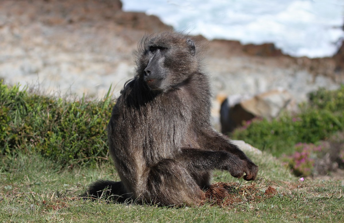 Chacma Baboon - ML645468372