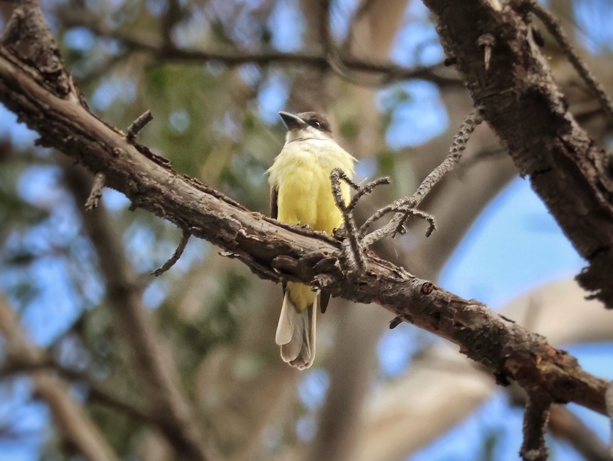 Thick-billed Kingbird - ML645468373