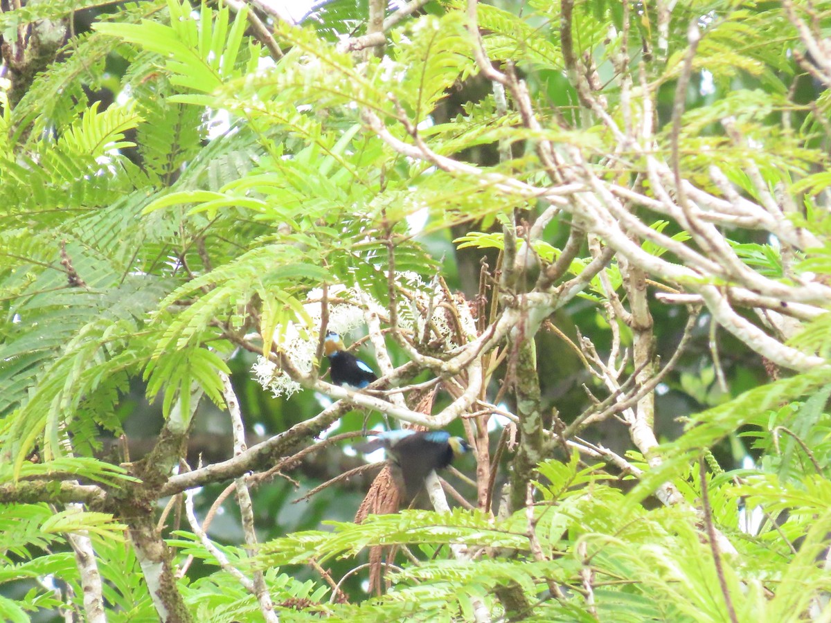 Золотистоголовая танагра - ML645468376