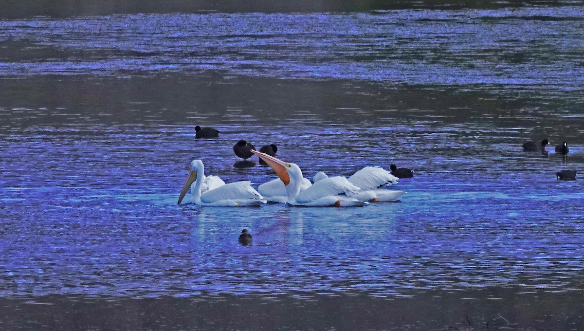 American White Pelican - ML645468383