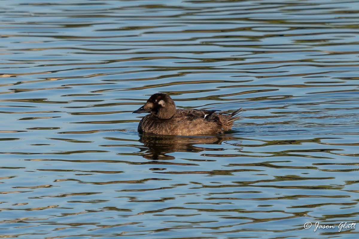 White-winged Scoter - ML645468384