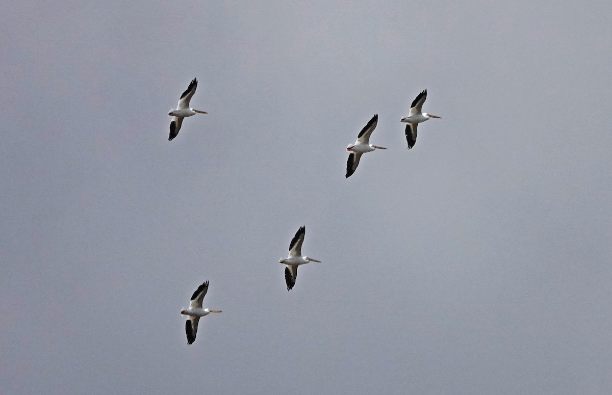 American White Pelican - ML645468395