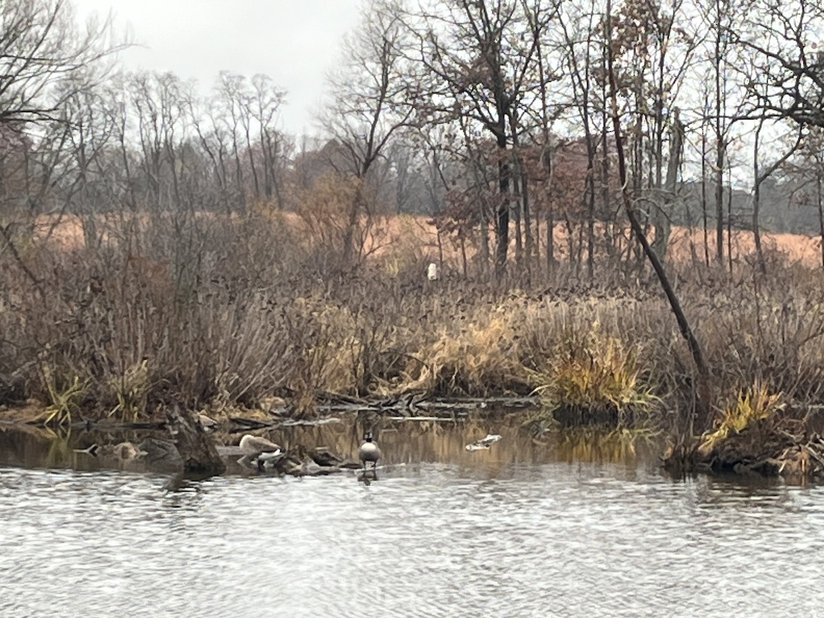 Oca canadese maggiore - ML645468396