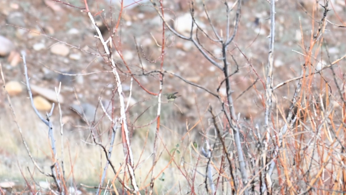 Ruby-crowned Kinglet - ML645468413