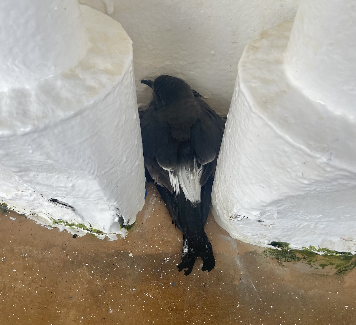 Wedge-rumped Storm-Petrel - ML645468424