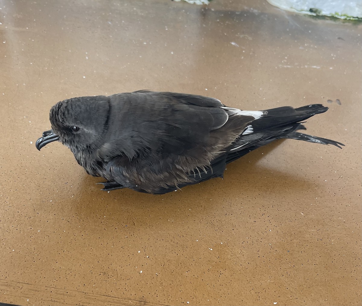 Wedge-rumped Storm-Petrel - ML645468425