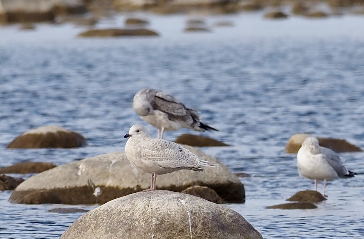 Iceland Gull - ML645468458