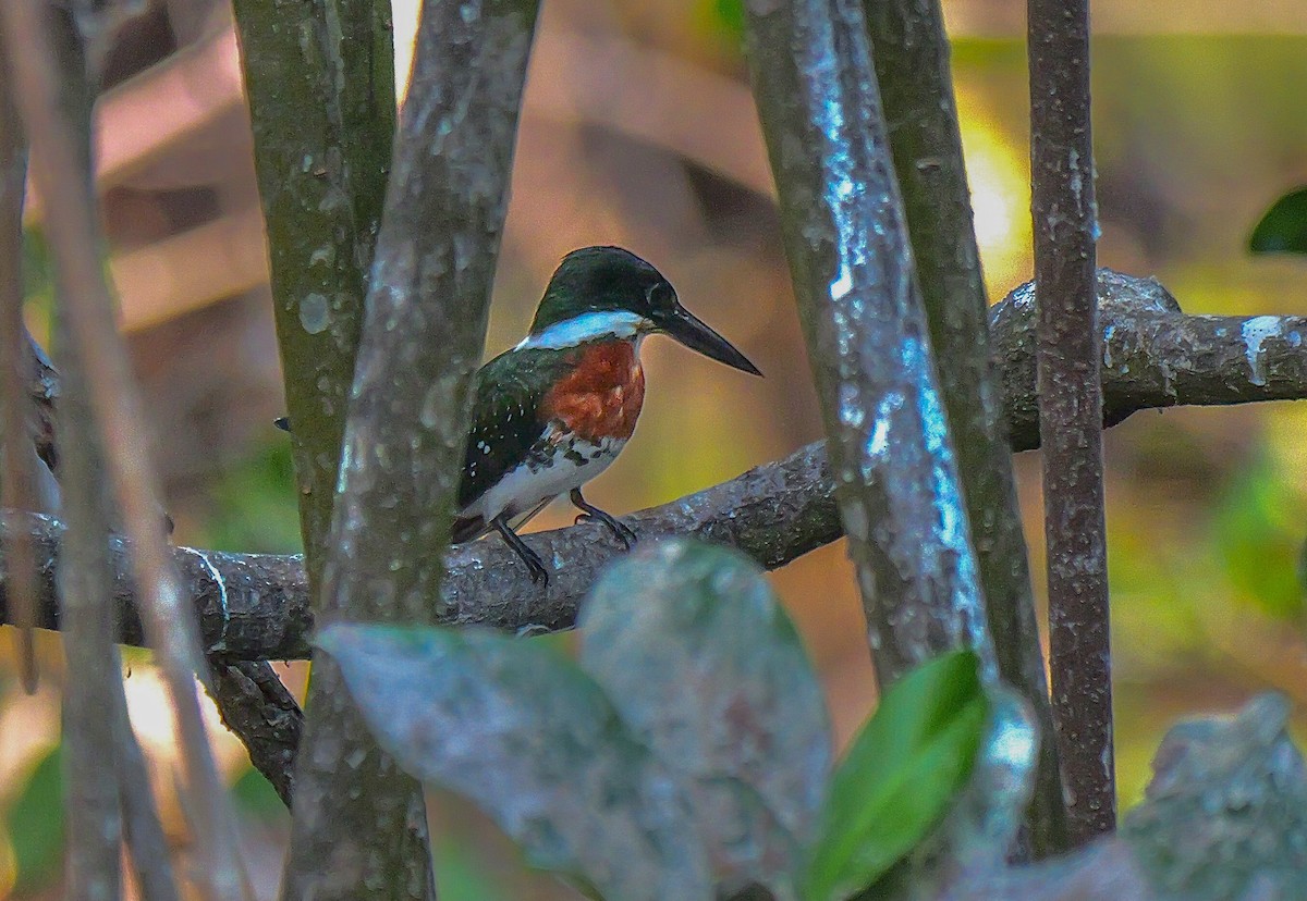 Green Kingfisher - ML645468464