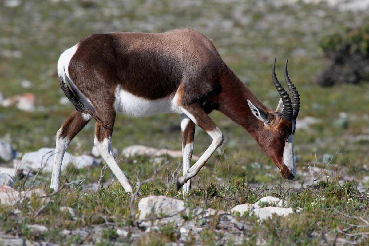 Bontebok - ML645468467