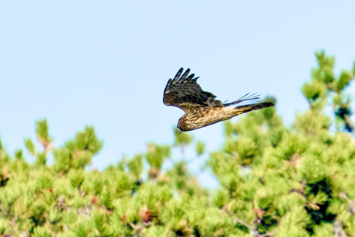 Northern Harrier - ML645468473