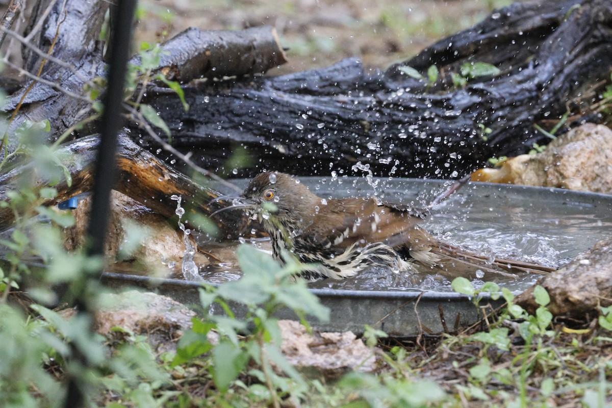 drozdec dlouhozobý - ML645468476