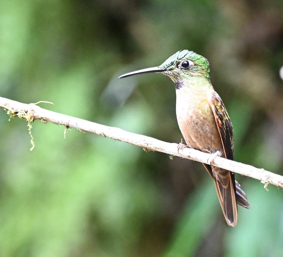 Fawn-breasted Brilliant - ML645468477