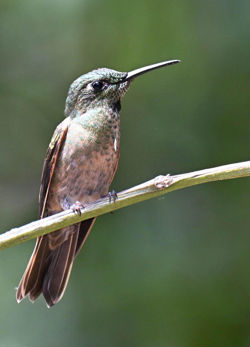 Fawn-breasted Brilliant - ML645468478