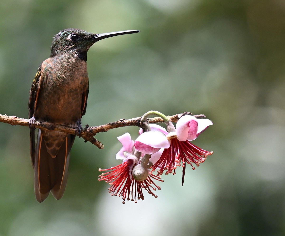 Fawn-breasted Brilliant - ML645468479