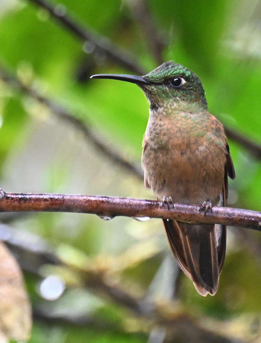 Fawn-breasted Brilliant - ML645468480