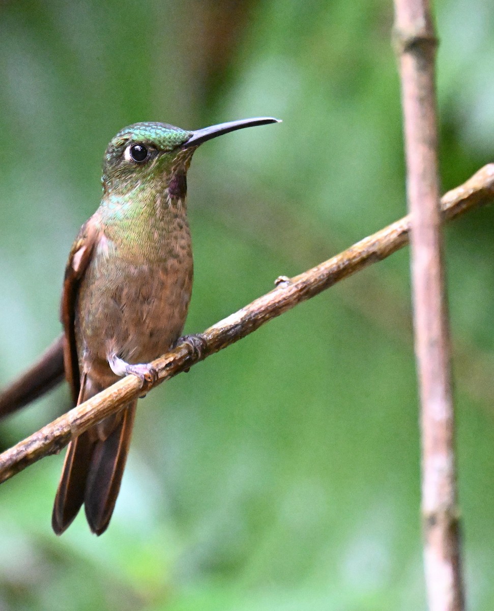 Fawn-breasted Brilliant - ML645468481